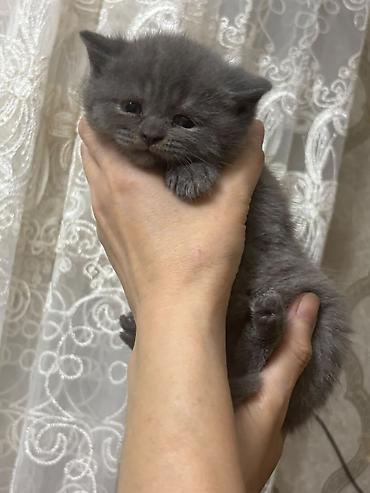 бесплатные котята в душанбе: Британская, В добрые руки, Самовывоз, Бесплатная доставка, Платная доставка — 5