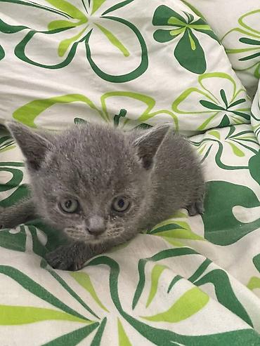 купить зернодробилка: 🐱💕 Продаются очаровательные котята! 💕 Милые, красивые и очень — 3