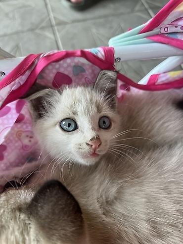 сколько стоят котята: Котята, домашние, ласковые и игривые. - Возраст: примерно 1,5–2 — 2