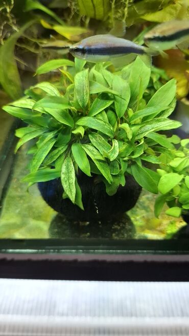 Аквариумы: Аквариумные растения — живые, выращенные в воде Предлагаются — 7