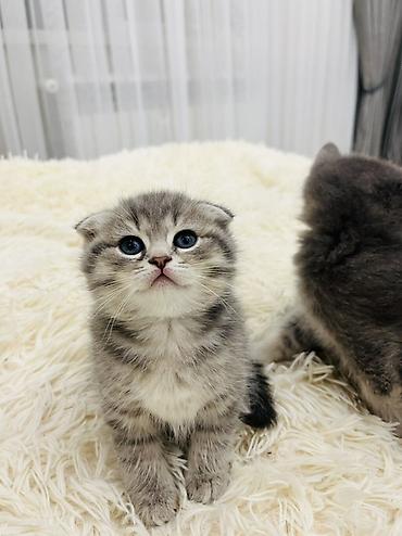 Pişiklər: Şotland, Erkək — 8