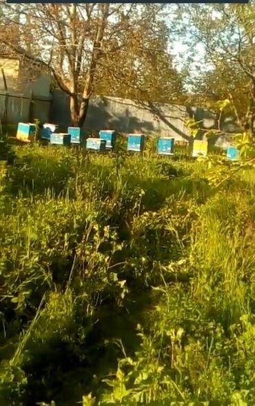 ana ari satışı v Azərbaycan | K/t heyvanları üçün mal: İstixana(parniklər)üçün arıların satışı