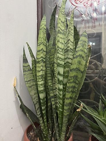 Алоэ: Алоэ вера и сансевиерия (щучий хвост) в горшках - Алоэ вера: кусты и — 9