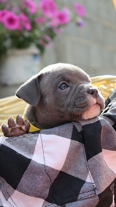 Продажа собак: Американский булли, 2 месяца, Самец — 19