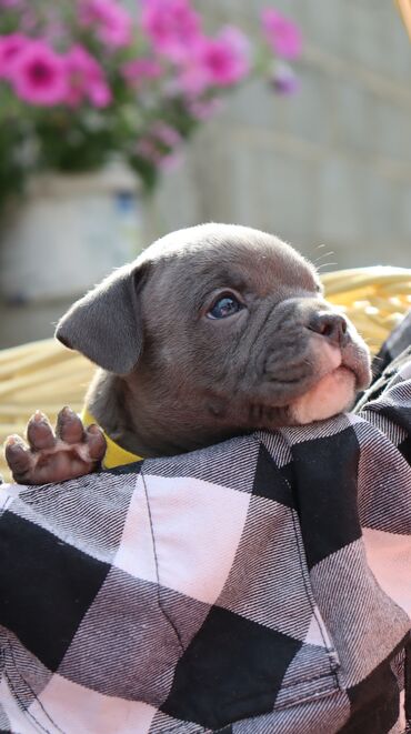 Продажа собак: Американский булли, 1 месяц, Самец, С родословной, С прививкой — 11