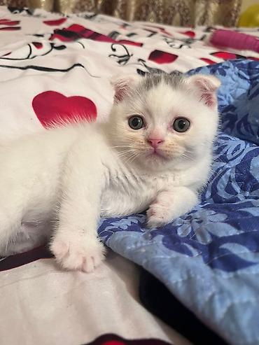 Кошки: Шотландская вислоухая — 3