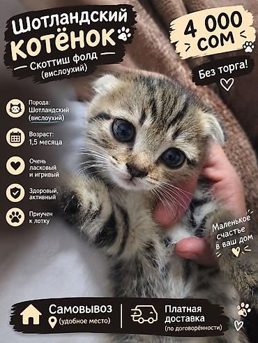 Скотиш Фолд (Шотландская вислоухая), 1 месяц, Девочка, Приучена к лотку