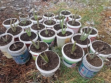 купить перлит: Алоэ вера (Aloe barbadensis) в горшках - Крупные взрослые розетки с — 7