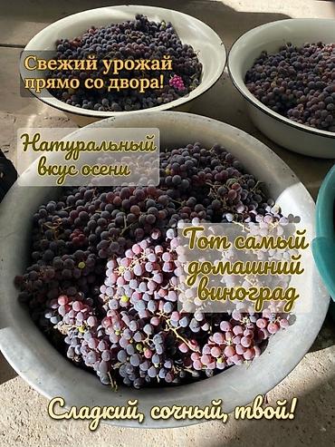 девичий виноград: Виноград Оптом, В розницу — 1