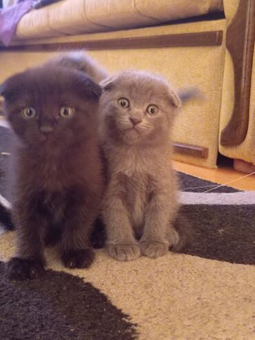 Pişiklər: Cins Paroda pişikləri. Şotland, Britan, Pers. Rəngləri də cür bə cür -da lalafo.az — 3 Pişiklər: Cins Paroda pişikləri. Şotland, Britan, Pers. Rəngləri də cür bə cür — 3