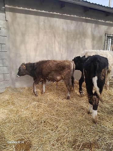 Коровы, быки: Продаю | Бык (самец) | Полукровка | На откорм — 13