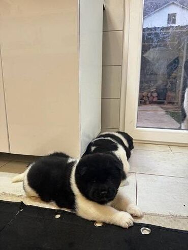 Psi: Američka akita štenci, muško i žensko štene, stari mesec dana — 9