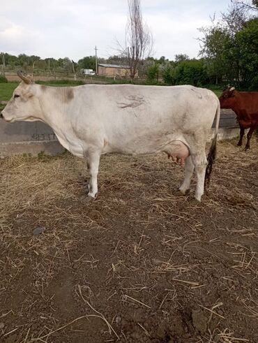 корова молоко литор 10: Продаю | Корова (самка) | Алатауская, Симментальская | Для разведения