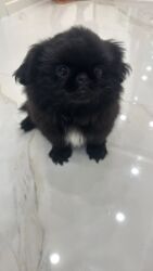 золотая шиншилла купить: Пекинес, 3 месяца, Самец, С прививками