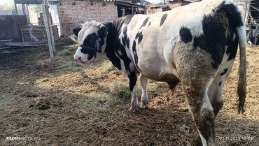 расческа для животных: Сатам | Бука (эркек) | Бордоп семиртүү үчүн