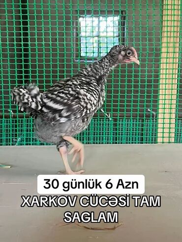 Inəklər, öküzlər: Toyuq cücələri, Damazlıq, Ünvandan götürmə, Ödənişli çatdırılma, Rayonlara çatdırılma