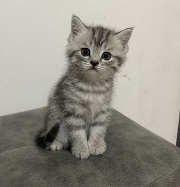 Продажа кошек: Скотиш Страйт (Шотландская прямоухая), 2 месяца, Девочка, Серый, Приучена к лотку
