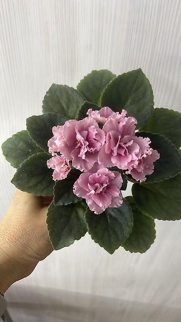 Фиалки и глоксинии: Продам! 1 Детки стандартных сортовых фиалочек. Цена за детку от 80 — 18