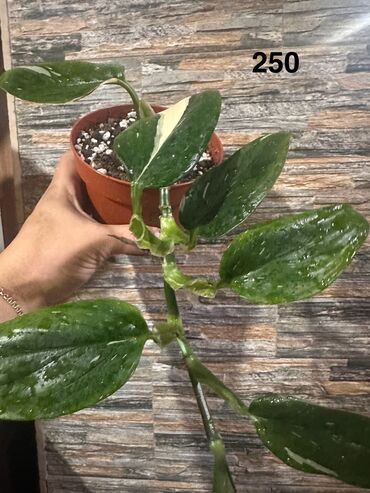 Другие комнатные растения: Комнатные растения. Домашние — 17