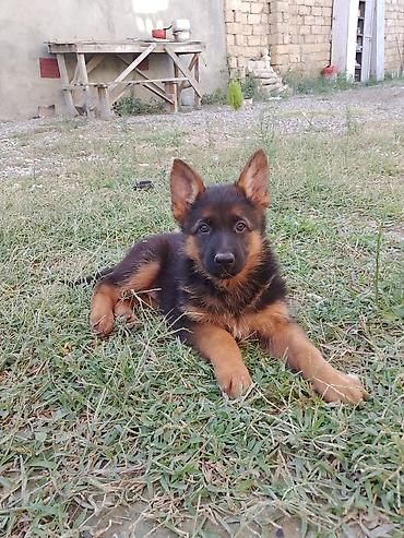 Alman çoban iti lalafo.az -da Alman çoban iti