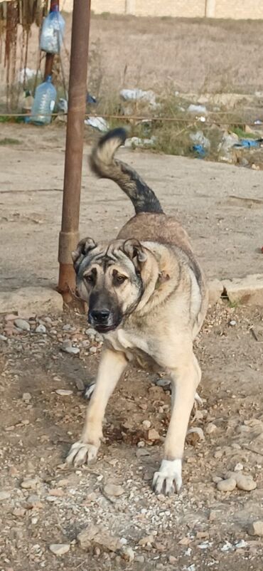 İtlər: Kanqal, 2 il, Dişi, Peyvəndli, Ödənişli çatdırılma — 5