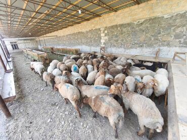 qəfəs satışı: 77 baş quzu satılır. Diri çəkiləri 20-34 kq arasındadır. Diri çəkisi