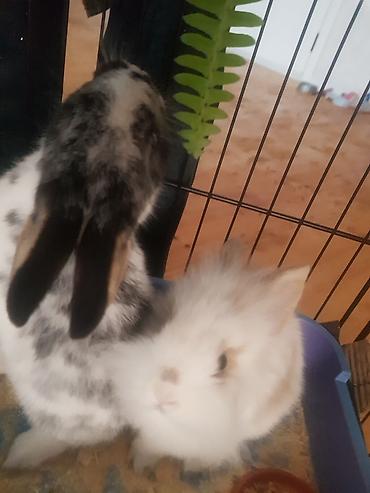 Декоративные кролики: Пуховый декоративный кролик (карликовый тип) пол-обе самцы им по 5 — 11