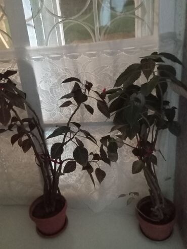 комнатные растения объявления: Комнатные растения в горшках - Ассортимент: несколько взрослых