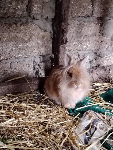 Dovşanlar: 🐰✨ Satılır: Aslanbaş cinsli erkək Karlik dovşan ✨🐰 ✅ Cinsi: Aslanbaş