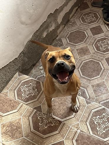 İtlər: Pitbul, 1 il, Erkek — 2