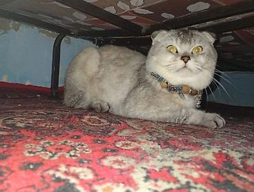 Кошки: Шотландская вислоухая — 2