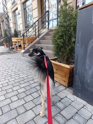 Другие услуги: 🐾 Лапки под присмотром — забота, как для своих.🐾 Я няня для ваших — 11