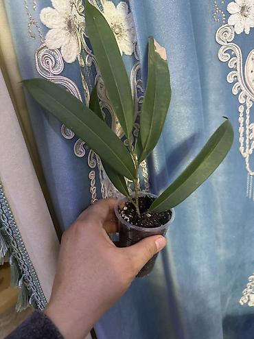 Фикусы: Фикус Али, бенджамин сатылат — 3