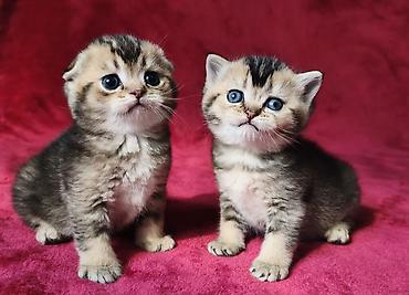 Продажа кошек: Скотиш Фолд (Шотландская вислоухая), 2 месяца, Девочка at lalafo.kg — 21 Продажа кошек: Скотиш Фолд (Шотландская вислоухая), 2 месяца, Девочка — 21