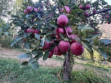 Яблоки: Яблоки Крипсон, Оптом — 2