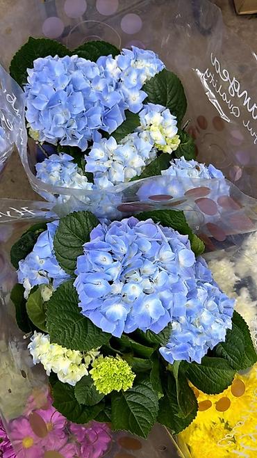 Герани и пеларгонии: Комнатные цветы в горшках — ассортименты расцветок - Цикламен — 25