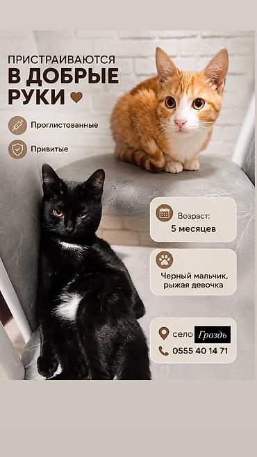 шпиц мини: Котята в добрые руки
мальчик и девочка 
5 месяцев — 1