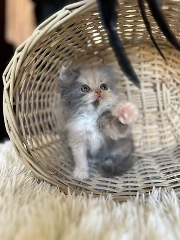 Pişiklər: Fars — 11