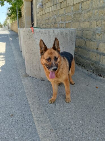 itlerin pulsuz verilmesi: 2 ay, Dişi, Cütləşmə üçün, Ünvandan götürmə, Pulsuz çatdırılma, Ödənişli çatdırılma