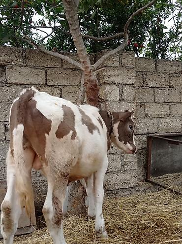 sudluk inek satisi: Bir Erkey bir dişisi Erkey 6aylıqdı dişi smental arginal avsdralyadı — 4