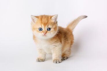 котёнок рыжий: Куплю котёнка, от 2-3 месяцев, короткошёрстного британца. Можно
