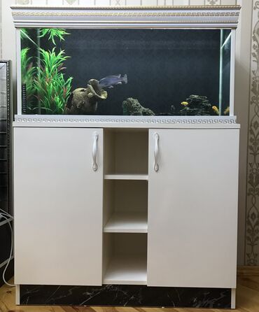 akvarium balıqlarının satışı: Akvariumun ölçüləri : Uzunluq - 1 m En - 40sm Hündürlük - 52 sm