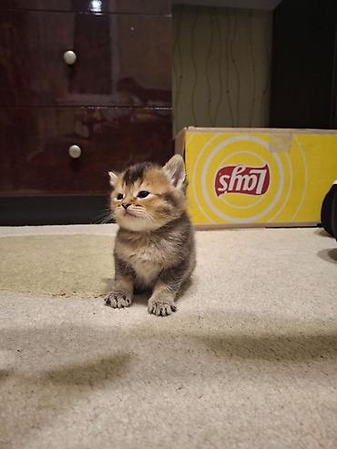 Pişiklər: Britan — 7