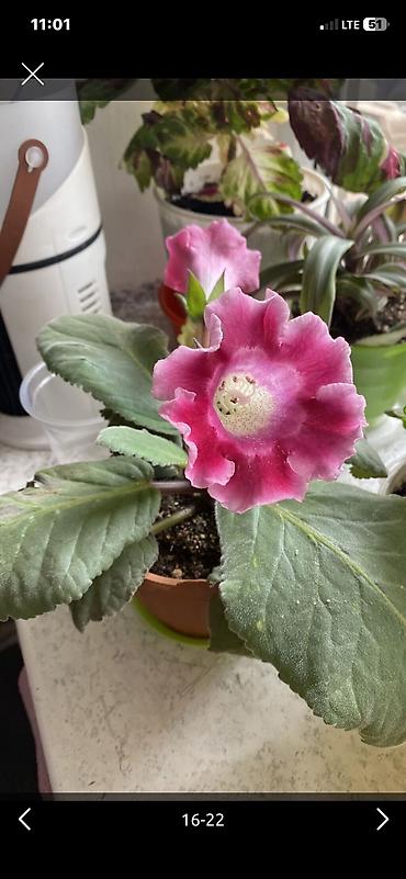 самшиты круглые: Колеус (Solenostemon) пестролистный, сорт с крупными волнистыми — 5