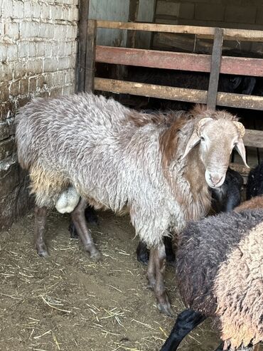 продажа домашних животных: Продаю | Баран (самец) | Гиссарская | Для разведения | Племенные at lalafo.kg продажа домашних животных: Продаю | Баран (самец) | Гиссарская | Для разведения | Племенные