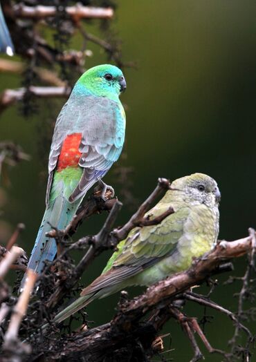 попугай с клеткой: Продаю молодых певчих красноспинных попугаев. Из домашнего выводка