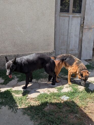 собака курцхар: Продаю щенки чистой немецкой овчарки! Срочно 25 дней кже щенкам По 10