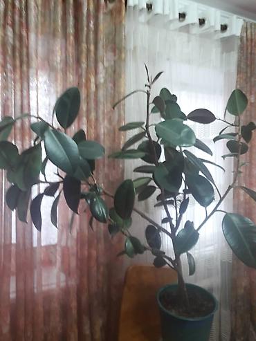 Фикусы: Комнатные растения в горшках. 1) Фикус эластика (каучуковое дерево) - — 6
