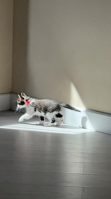 кошка черная: Кошка даром: Беспородная, 3 месяца, Девочка, Приучена к лотку — 6