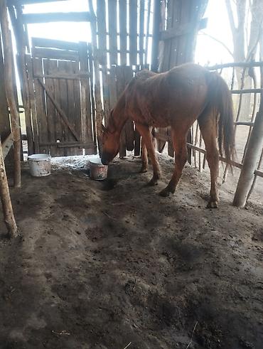 Баран, овца: Продаю | Овца (самка) | Для разведения — 9